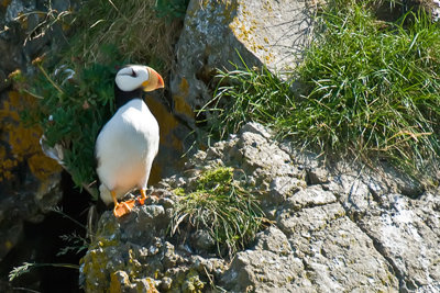 Puffin-Alaska