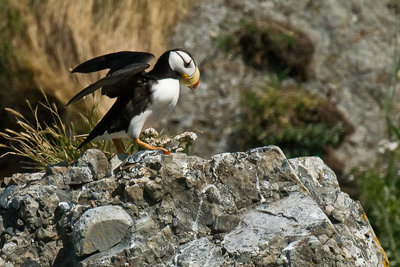 Puffin-Alaska