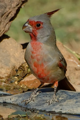 Pyrrhuloxia-Arizona