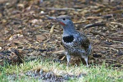 Red Shafted Flicker-Arizona