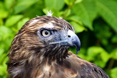 Red-Tailed Hawk-California