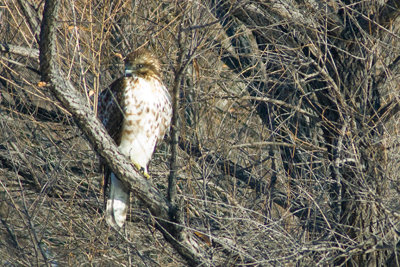 Red-Tailed Hawk-New Mexico