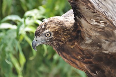 Red-Tailed Hawk-California