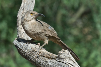 Thrasher-Arizona copy