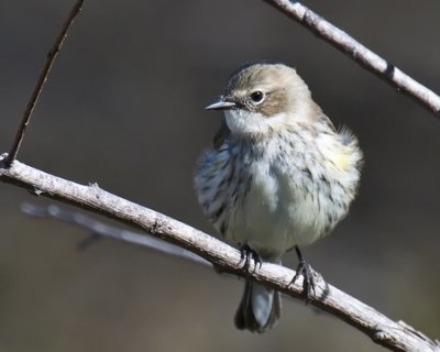 Warbler-Texas