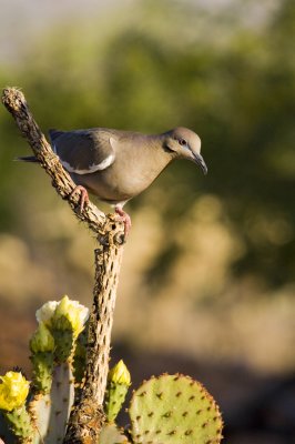 White Winged Dove-Arizona