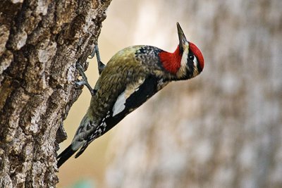 Yellow-Bellied Sapsucker-Arizona