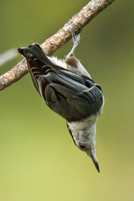 White-breasted Nuthatch-Arizona