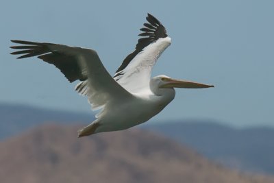 Pelican