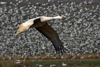 Sandhill Crane-New Mexico