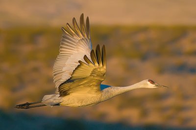 Sandhill Crane-New Mexico