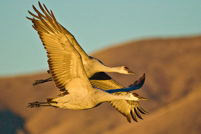 Sandhill Crane-New Mexico