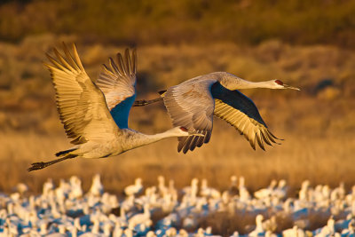 Sandhill Crane-New Mexico