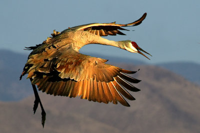 Sandhill Crane-New Mexico