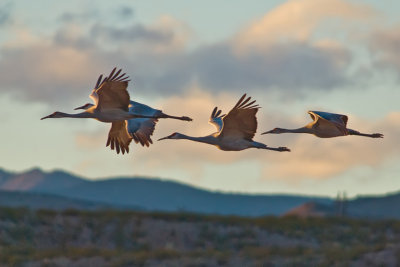 Sandhill Crane-New Mexico