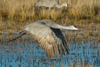 Sandhill Cranes