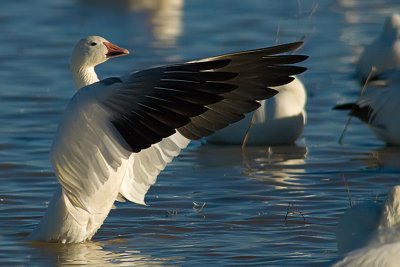 Snow Geese