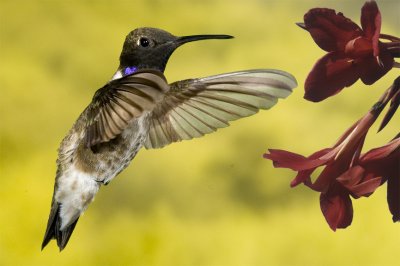 Hummingbirds