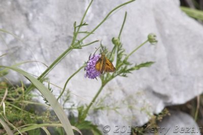 DSC_0052.jpg
