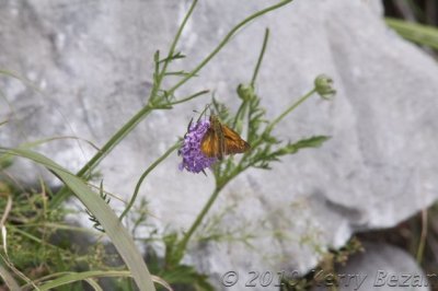 DSC_0053.jpg