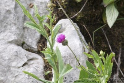 DSC_0062.jpg
