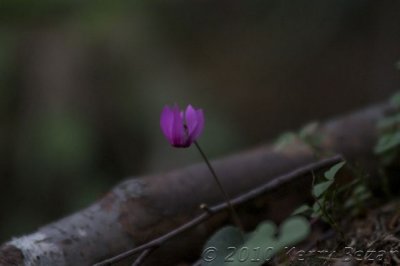 DSC_0123.jpg