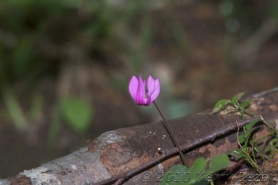 DSC_0125.jpg