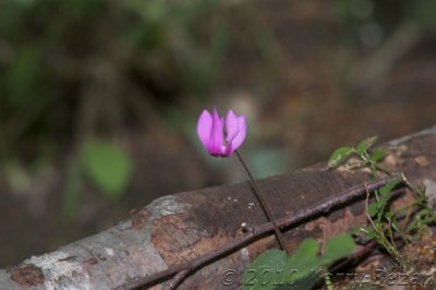 DSC_0126.jpg