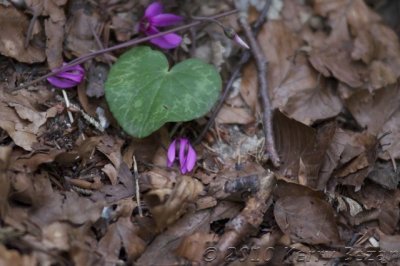 DSC_0129.jpg