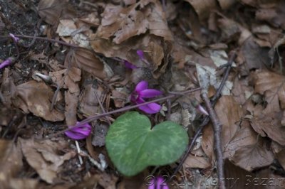 DSC_0130.jpg