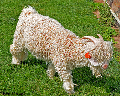 A little Angora Goat...not sure how he can tell where he is going..
