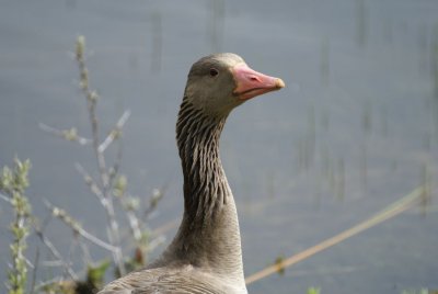 DSC00732 grauwe gans (Anser anser, Greylag Goose).JPG