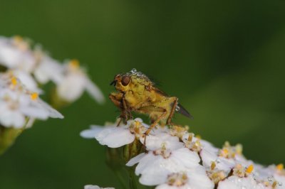DSC_4954F strontvlieg (Scatophaga stercoraria, Yellow Dung Fly).jpg