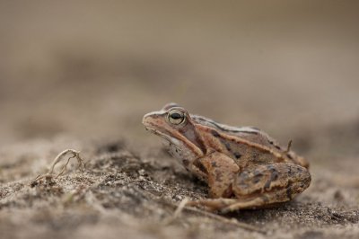 700_2175F heikikker (Rana arvalis, Moorfrog).jpg