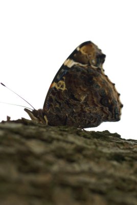 DSC05533 atalanta (Vanessa atalanta, Red Admiral).JPG