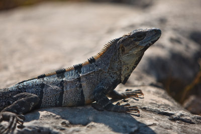 iguanas