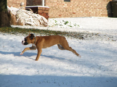 Roscoe loves the snow