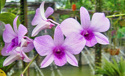 Orchid park