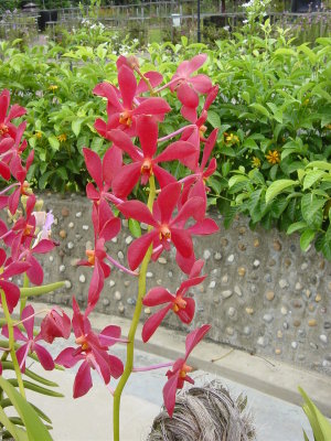 Orchid park