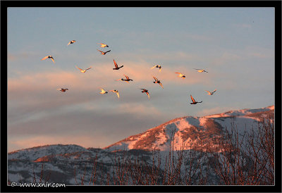 Hermon mountain and some birds.