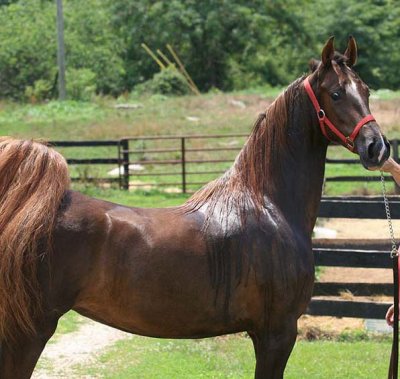 3-T Bred Mare