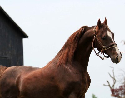 HIghpoint's Resurrection - Saddlebred Stallion
