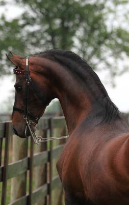 The Sky King - Saddlebred Stallion