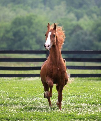 Preacher - Saddlebred Stallion