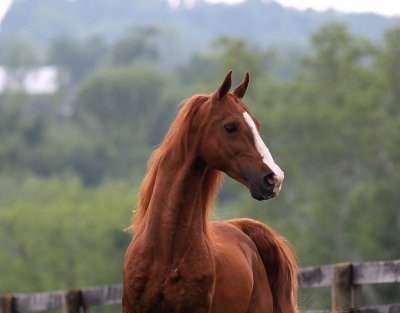 Preacher - Saddlebred Stallion