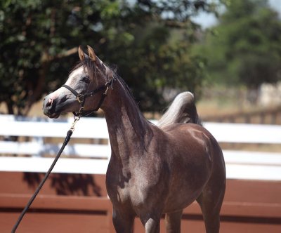 coleal-enzo-diva-3070.jpg