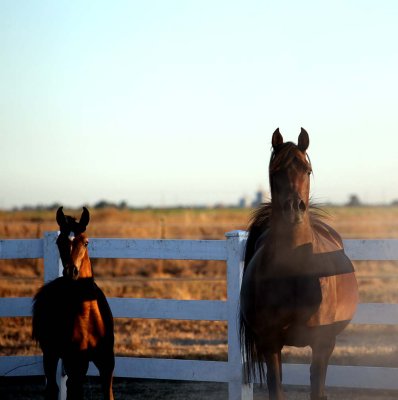 inga-filly1_3336.jpg