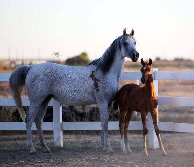 inga-filly_3354.jpg