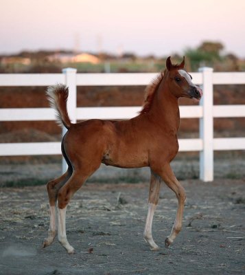 inga-rodancolt-3373.jpg