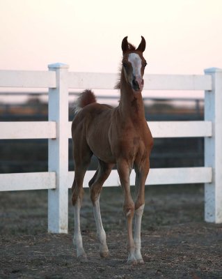 inga-rodancolt-3382.jpg